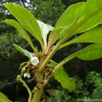 Rhynchotechum permolle (Nees) B.L.Burtt